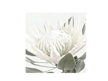 Load image into Gallery viewer, Tableart Coasters Square 6 pk - White King Protea