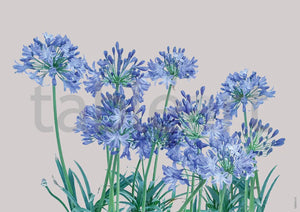 Tableart Disposable Placemats - Agapanthus