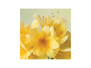 Tableart Coasters Square 6 pk - Clivia