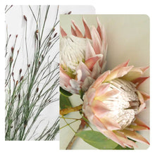 Load image into Gallery viewer, Tableart 2pl Notebooks - Broom Restio &amp; King protea
